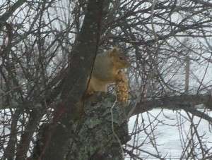 Squireel with pine cone bird feeder