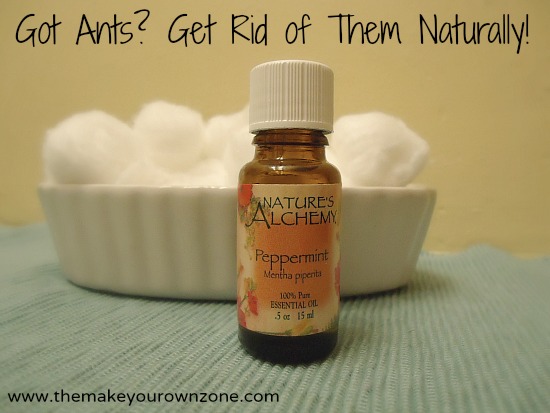 5 Natural Ways To Get Rid Of Ants In