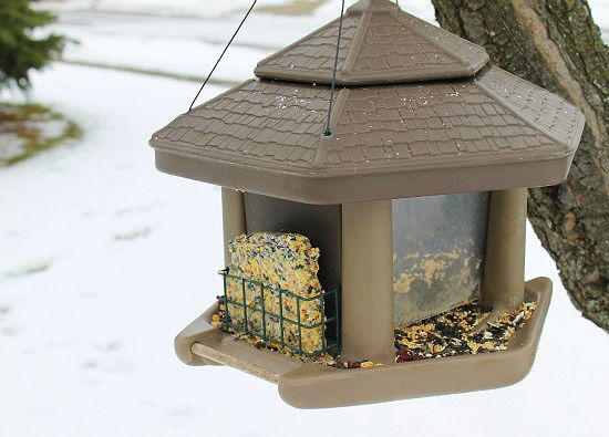 A homemade birdseed cake in a birdfeeder