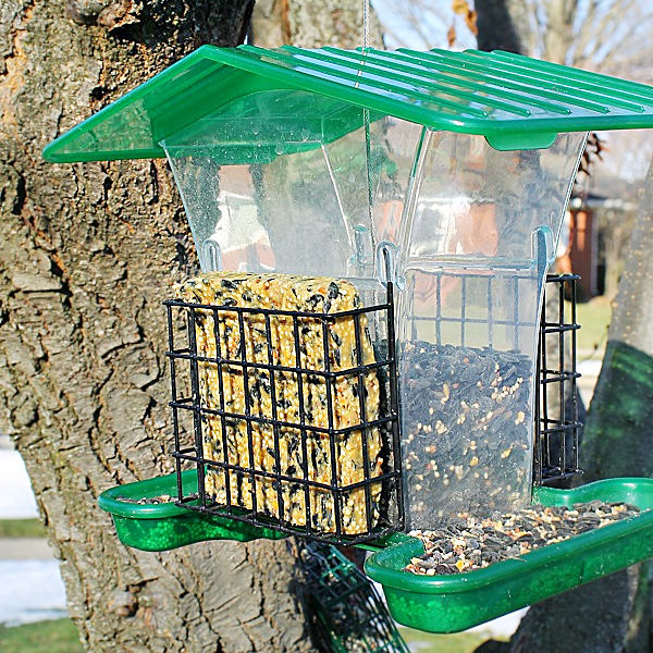 A birdfeeder in a tree with a homemade birdseed cake