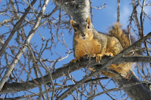 Squirrel in tree