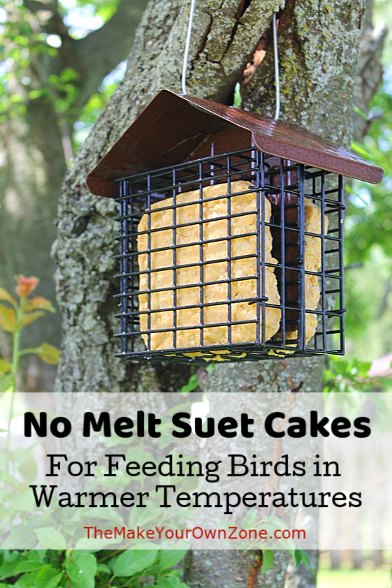 No Melt Suet Cakes in a tree