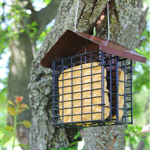 Homemade No Melt Suet Cakes in a Suet Cage Feeder