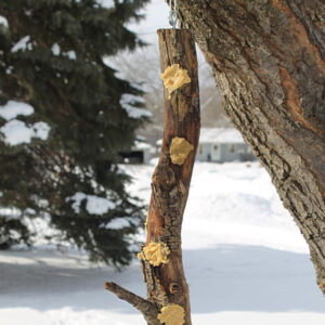 A homemade suet log bird feeder