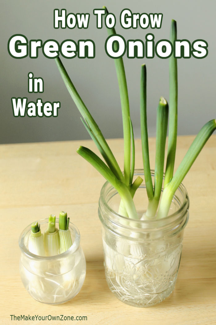 Two jars of green onions growing in water