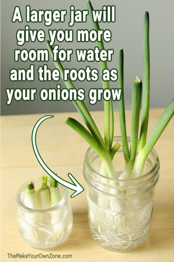 A jar of green onions growing indoors in water