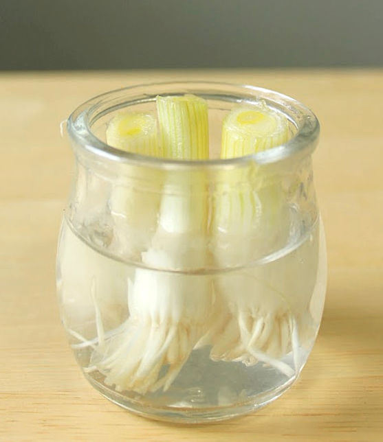 How To Grow Green Onions In Water - The Make Your Own Zone