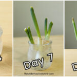 three jars of green onions growing in water