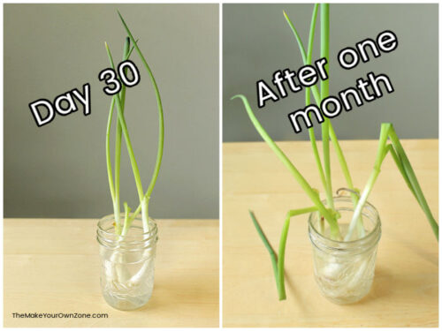 How To Grow Green Onions In Water - The Make Your Own Zone
