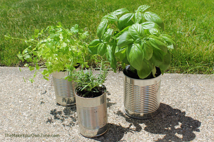 herbs in DIY tin can planters