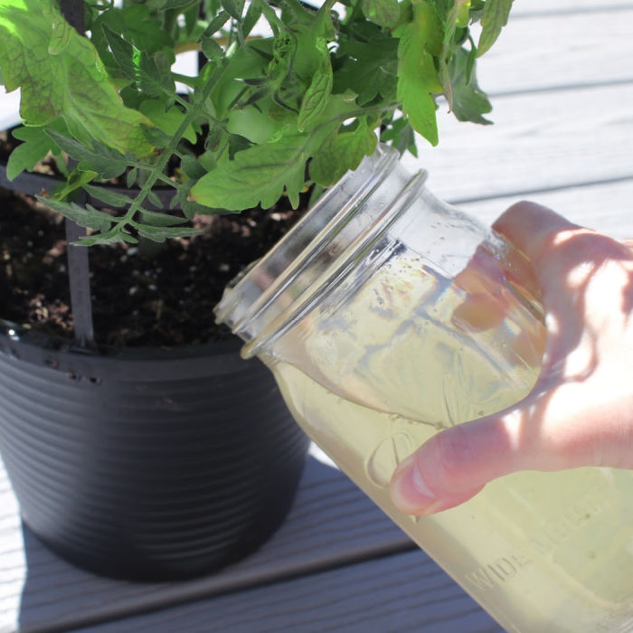 Watering a tomato plant with DIY banana peel fertilizer